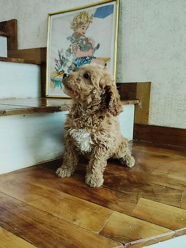 İtlər: Pudel — 6