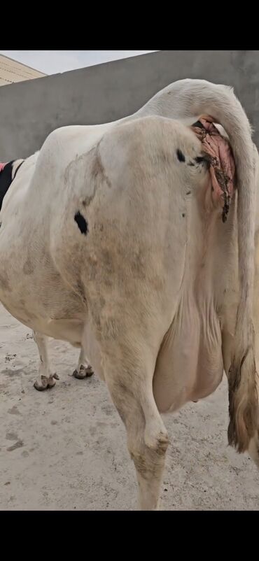 Inəklər, öküzlər: Süd istiqamətli inək – Holştayn tipli, ağ-qara rəngli. Xüsusiyyətlər — 8