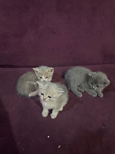 Кошки: Шотландская, Самка — 1