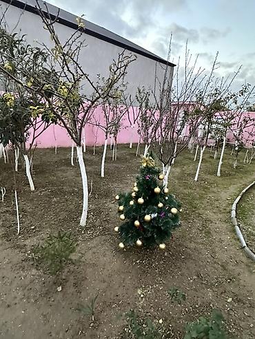 Uzunmüddətli kirayə evlər: Maştağa Hovuzsuz, geniş həyətyanı sahəsi və ayrıca yay mətbəxi olan — 5