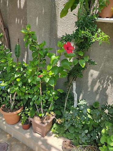 qırmızı kala: Qırmızı hibiskus (Çin qızılgülü) – iri, parlaq qırmızı çiçəkləri və — 1