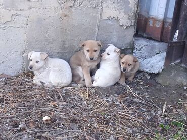 чау чау собака цена: Собака даром: Дворняжка, 2 месяца, Самка