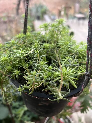 Otaq bitkiləri: Her biri ucuz kimete Gencededi catirma var size yaxin yere ancag — 50