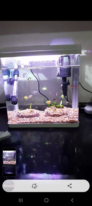 Рыбы: Продаю новый заводской аквариум 12 литров в комплекте лампа