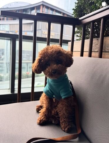 İtlər: Pudel, 3 ay, Erkek, Peyvəndli, Ünvandan götürmə — 23