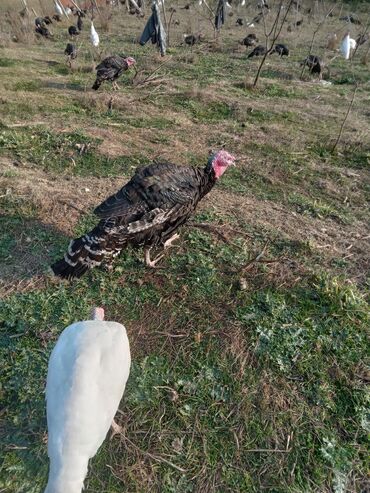 Hinduşka: Məhsul: Hinduşka sürüsü Təsvir: - Şəkillərdə müxtəlif rənglərdə — 10