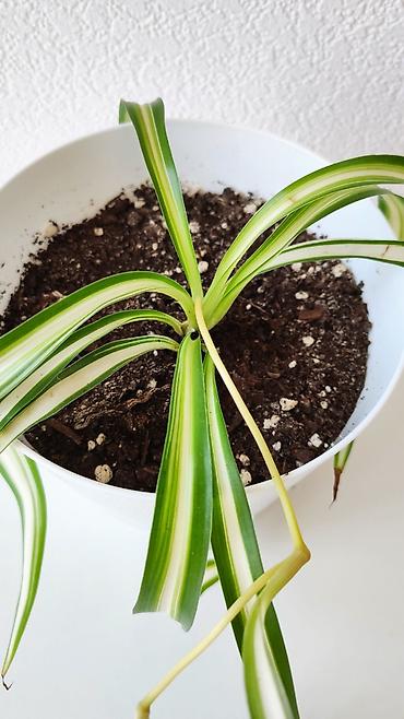 хлорофитум кудрявый: Хлорофитум с деткой в красивом стильном горшке 🌿 Неприхотливое — 4