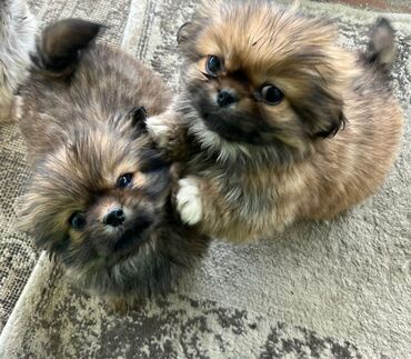 tutuquşu qiymətləri: Pekines, 3 ay, Dişi, Ünvandan götürmə