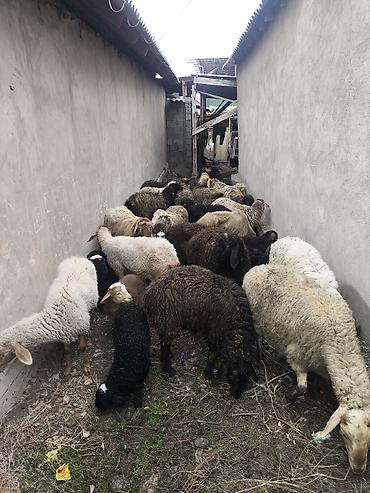 Баран, овца: Продаю | Овца (самка) | Полукровка | Для разведения | Матка — 12