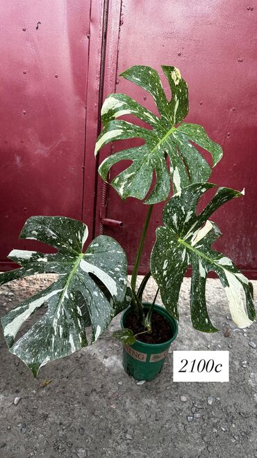 купить маленький аквариум: Комнатные цветы