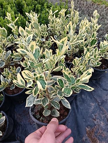 suse qab: Bağ üçün dekorativ qrup bitkiləri – qablarda - Ortanca (Hydrangea — 3
