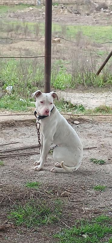 İtlər: Pitbul, 10 ay, Erkek, Peyvəndli — 10