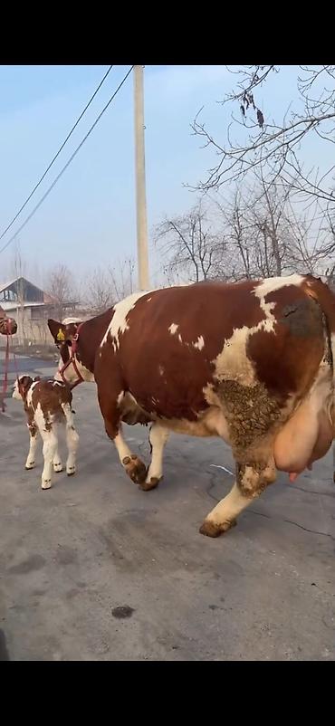 Inəklər, öküzlər: Simental tipli sağmal inək buzağı ilə birlikdə. Xüsusiyyətlər: - — 1