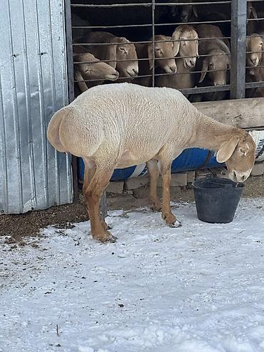 Баран, овца: Продаю | Овца (самка) | Арашан | Для разведения | Матка — 13