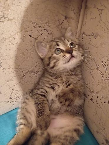 Pişiklər: Yaxşı əllərə — 1