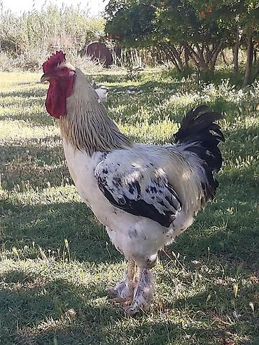 Kənd təsərrüfatı quşları: Diri çəkisi 4-kq. 1 yaşı var. yaxşı damazlığa cücəsi düşür — 1