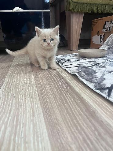 Pişiklər: Erkək, Dişi, Yaxşı əllərə, Ünvandan götürmə, Pulsuz çatdırılma, Ödənişli çatdırılma — 8