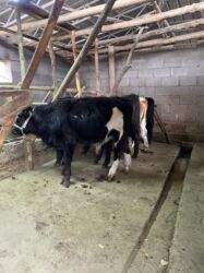 куплю недорого щенка немецкой овчарки: Сатам | Бука (эркек), Музоо | Симментал, Абердин-ангус | Жасалма уруктандырылган