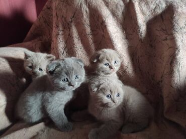 Pişiklər: Şotland yastı qulaq, Dişi, Erkək, Ünvandan götürmə — 21