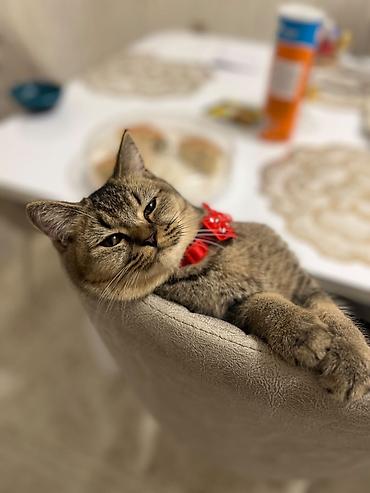 pişik oyuncağı: 🐱 Şinşilla pişik satılır! 🤍 ✨ Yaşı: 7 aylıq ♀️ Cinsi: Dişi 💕 Çox — 2