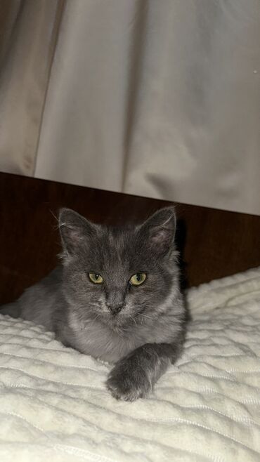 продажа домашних животных: Британская короткошёрстная, 3 месяца, Девочка, Серый, Приучена к лотку