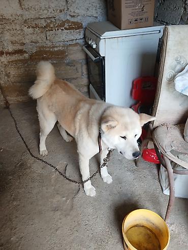 İtlər: Akita-inu, 1 il, Peyvəndli — 2