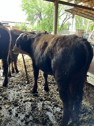 Коровы, быки: Продаю | Бык (самец) | Привязанные — 6