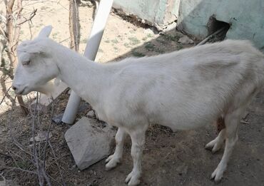 cepis sekilleri: Dişi, Alpine, il: 1, Damazlıq, Südlük, Ünvandan götürmə, Pulsuz çatdırılma