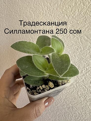 Другие комнатные растения: Укоренённые черенки растений от 150-300 сом — 9