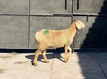бараны аршан: Продаю | Овца (самка), Ягненок | Гиссарская, Арашан | Для разведения | Матка, Ярка — 3
