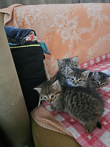 котята пушистые: Кошка даром: Беспородная, 1 месяц, Девочка — 1
