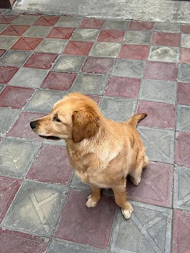 İtlər: Retriever, 9 ay, Dişi, Peyvəndli, Pulsuz çatdırılma — 1