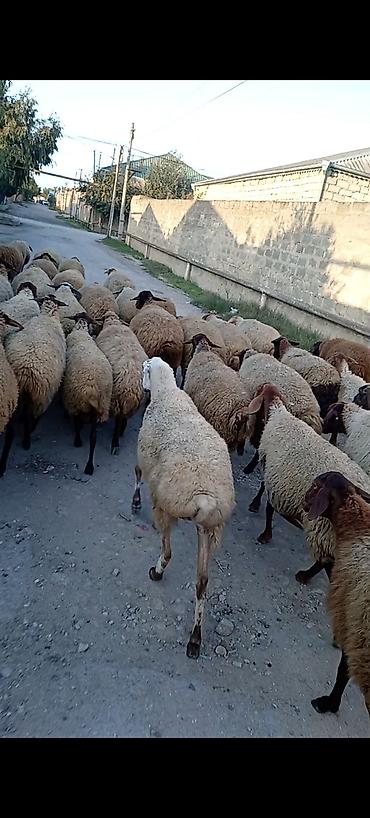 dişi keci: Dişi, Qala, il: 1, 50 kq, Damazlıq, Ünvandan götürmə — 4