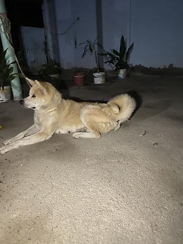 it pekines: Akita-inu — 4