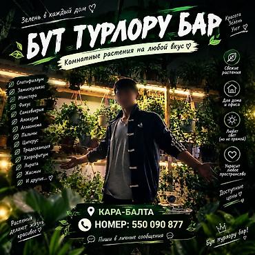 🌿 БУТ ТҮРЛӨРҮ БАР — ВСЕ ВИДЫ КОМНАТНЫХ ЦВЕТОВ! 🌿 🌱 У нас вы найдёте