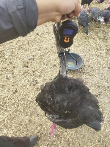 Индюки: Продаю | Индюк (самец) | Полукровка | На забой | Племенные — 14