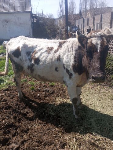 животные корова: Продаю | Корова (самка) | Голштин | Для молока | Племенные