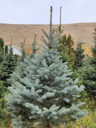 Декоративные деревья: Продаются хвойные и лиственные деревья🌲🌳 - Голубая ель от 0,8-5м - at lalafo.kg — 25 Декоративные деревья: Продаются хвойные и лиственные деревья🌲🌳 - Голубая ель от 0,8-5м - — 25