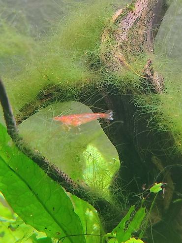 где купить альгицид для бассейна: Креветки неокаридина Red Cherry (Neocaridina davidi “Red Cherry”) — 2
