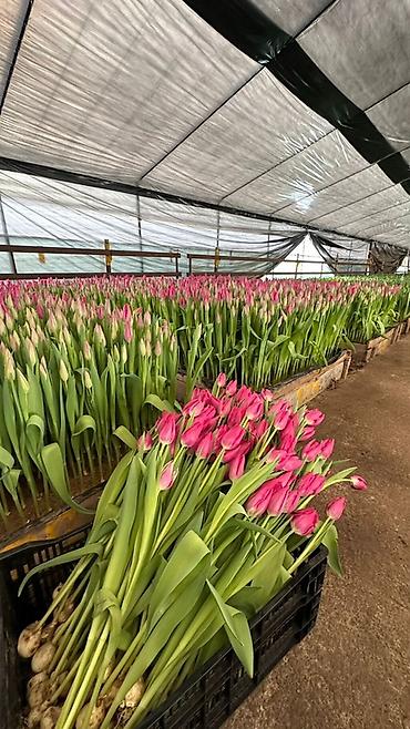 Букеты из живых цветов: Тюльпаны с теплицы — свежесрезанные, на крепком стебле, с тугими — 6