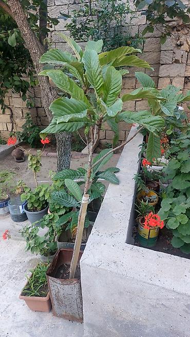limon ağaçı: Ağac gülü və Yapon əzgili (muşmula) 10 azn (ədədi) Açıq hava üçündür — 10