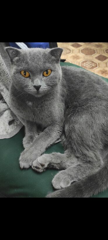 шотландская прямоухая кошка цена: Продаю кошку(Шотландская вислоухая кошка )девочка . Очень умная
