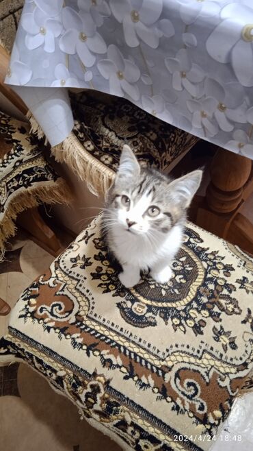 сиамский котенок цена: Котенок в добрые и ответственные руки. Мама сиамская кошка. К