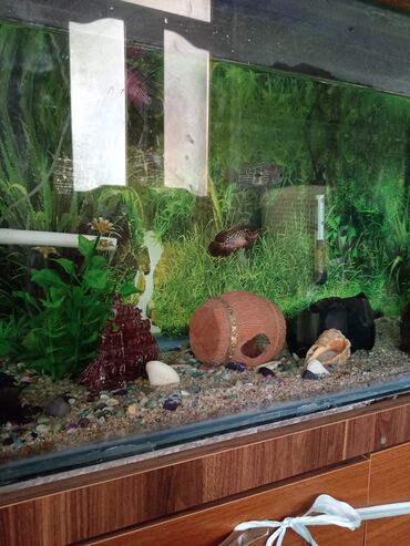аквариум без рыб: Salam təzə akvarumdur uzunluğu 1 metir eni 40 sm hündürlüyü 50sm su