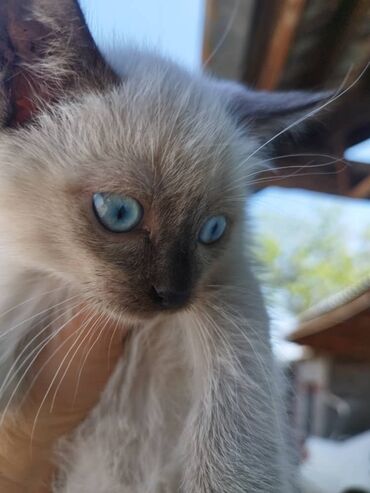 серые котята: Отдам в добрые руки, котята Сеамские, 1.5 месяца, к лотку приучины