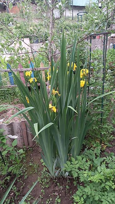 Другие садовые цветы и кустарники: Продаю разные цветы,злаковые: овсяница сизая,мискантус от 200с — 17