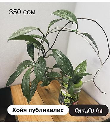 Хойи: Хойя Сильвер доллар от 200 сом Хойя доллар сплеш клон 2 -взрослое — 26