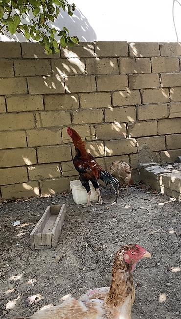 heyrati balasi: Xoruz, Heyratı, il: 2, Ünvandan götürmə, Ödənişli çatdırılma — 3