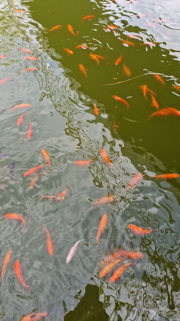 Balıqlar: Qızıl balıq, Sülhsevər, Ünvandan götürmə — 7