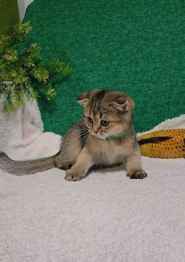кошка мальчик: Шотландские котята — 7